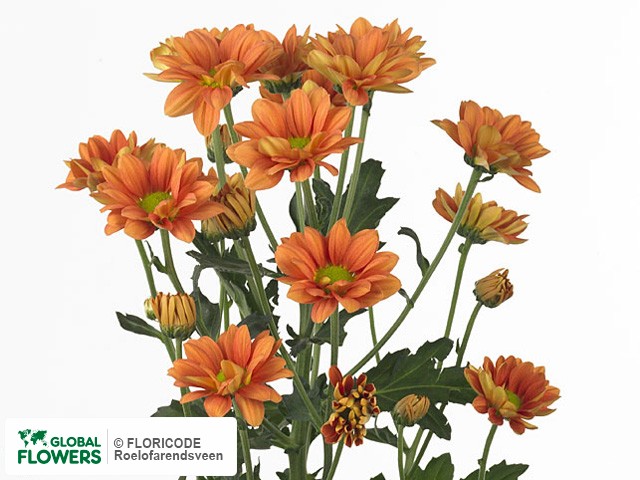 Photo Chrysanthemum (Indicum Grp) tros 'Woodpecker Dark'.