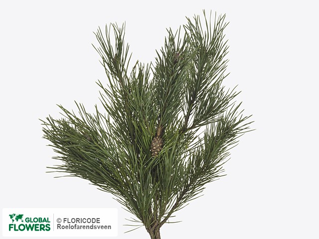 Фото вида Сосна "Sylvestris Watereri".