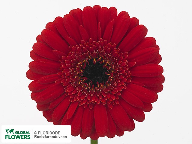 Photo Gerbera mini Barilli.