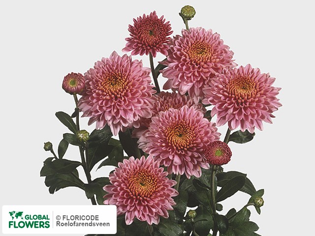 Photo Chrysanthemum (Indicum Grp) tros 'Blenda'.