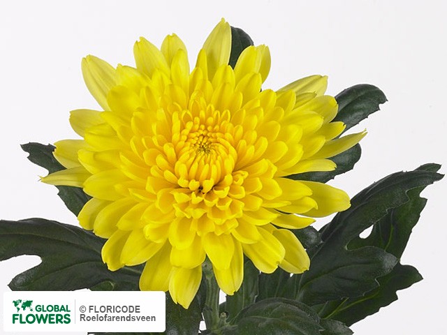 Photo Chrysanthemum (Indicum Grp) geplozen 'Kournikova'.