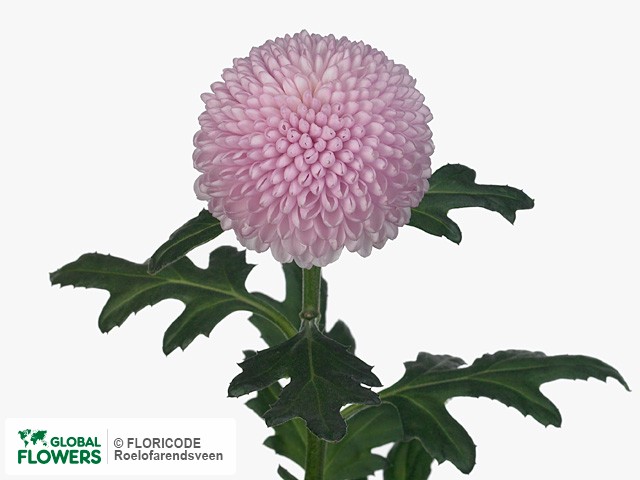 Фото вида Хризантема одноголовая "Momoko".