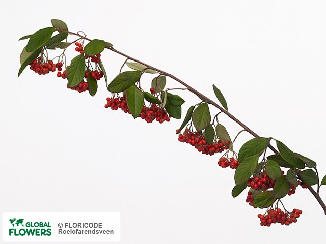 Photo Cotoneaster sp..