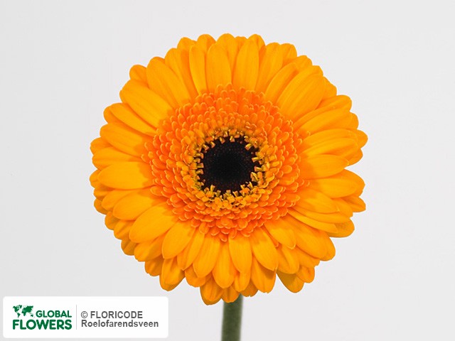 Photo Gerbera mini 'Moto'.