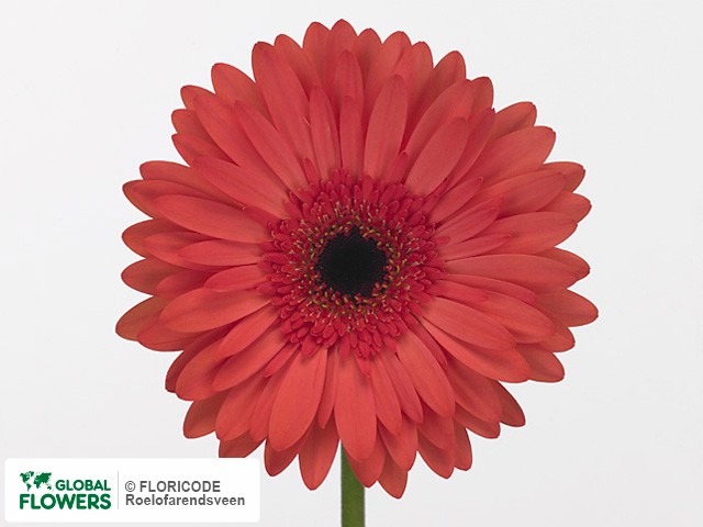 Photo Gerbera grootbloemig 'Mascara'.