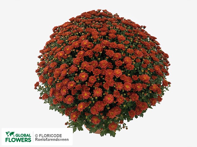 Photo Chrysanthemum (Indicum Grp) 'Sapiro Red'.