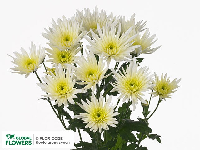 Photo Chrysanthemum (Indicum Grp) tros 'Delianne'.