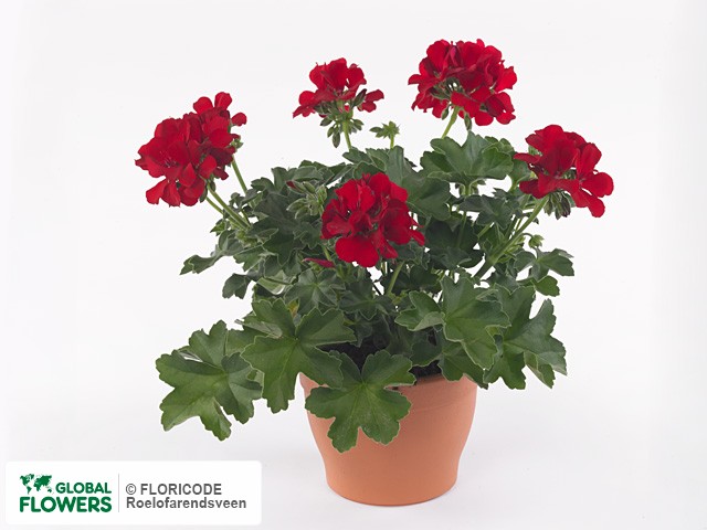 Фото вида Пеларгония "(Pelt X Zon Grp) Marcada Dark Red".