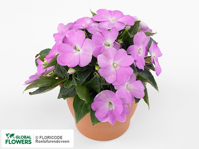 Фото вида Недотрога Новая Гвинея "Toscana Compact GL Lavender".