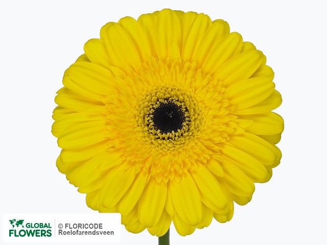 Photo Gerbera grootbloemig Terra Snooki.