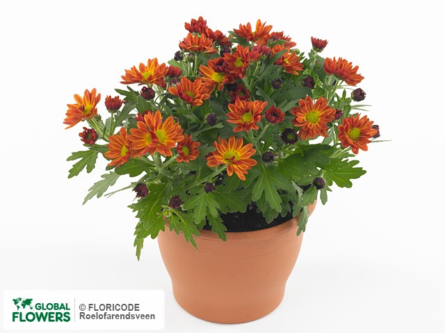 Фото вида Хризантема индийская "Swifty Orange".