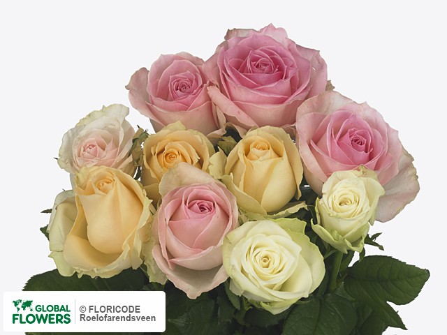 Фото вида Роза крупноцветковая "Pastelmix gemengd in bos".