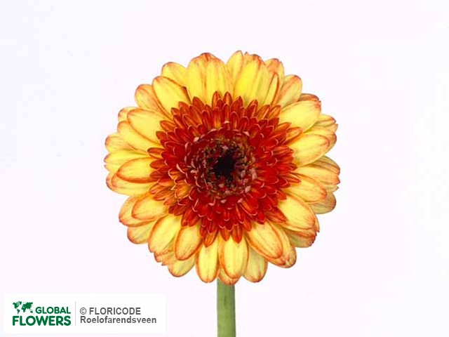 Photo Gerbera mini Showtime.