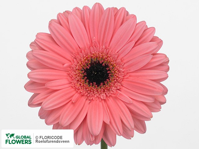 Photo Gerbera grootbloemig Pre-Intenzz.