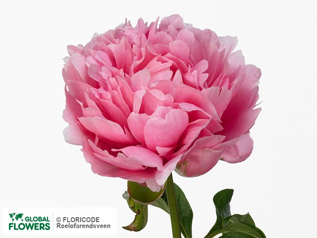 Photo Paeonia (Lactiflora Grp) 'Wolter Kroes' | Global Flowers