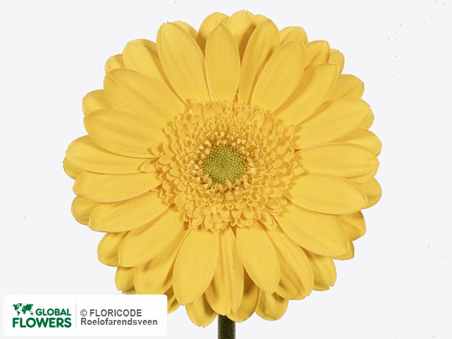 Photo Gerbera grootbloemig 'Yellow River'.