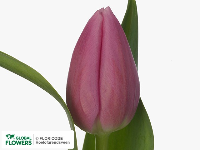 Photo Tulipa (Triumph Grp) 'Bergamo'.