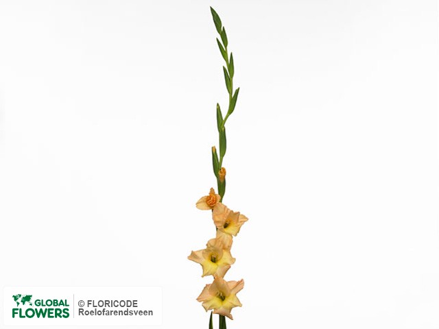 Photo Gladiolus (Small-flowered Grp) 'Precious'.