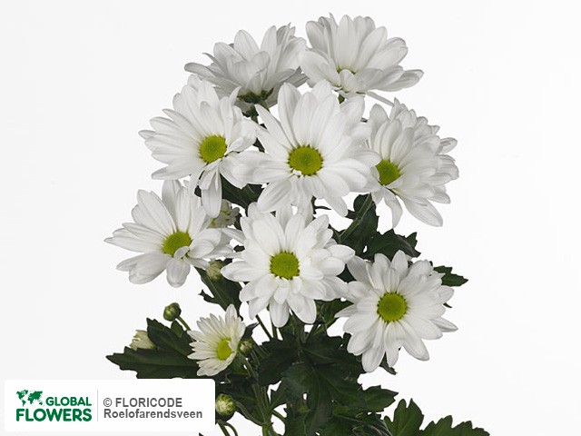 Photo Chrysanthemum (Indicum Grp) tros 'Bacardi'.