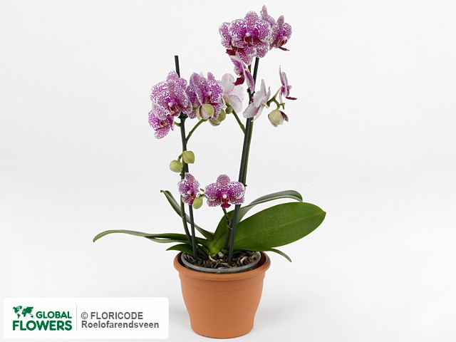 Фаленопсис "Multifloratypes Floriclone Barry"