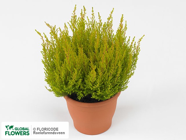 Фото вида Эрика изящная "Beauty Queen Kicrm".