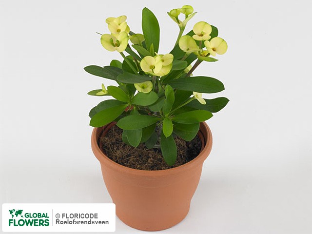 Photo Euphorbia (Milii Grp) 'Lemon'.
