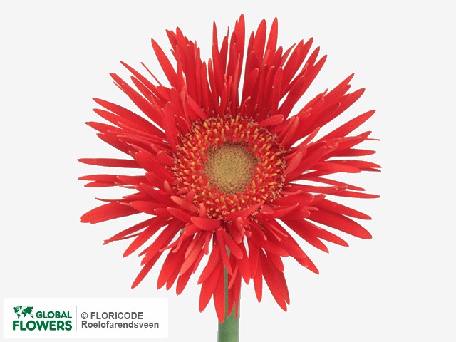 Photo Gerbera mini 'Red Spinner'.