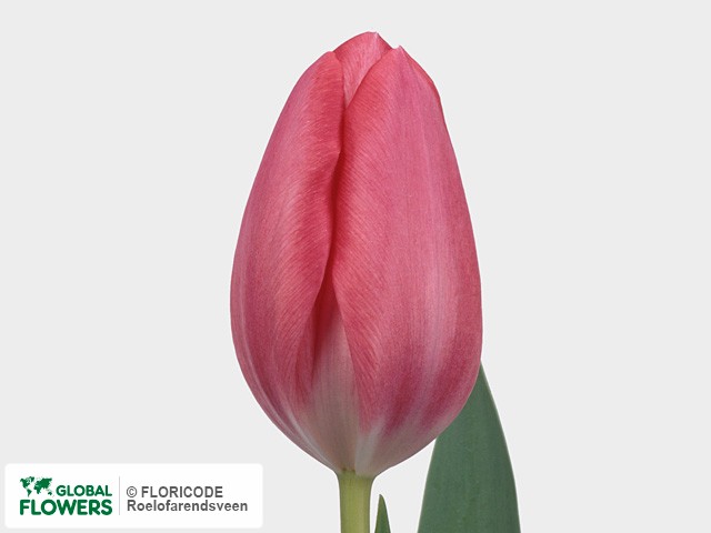 Photo Tulipa (Triumph Grp) 'Fusarino'.