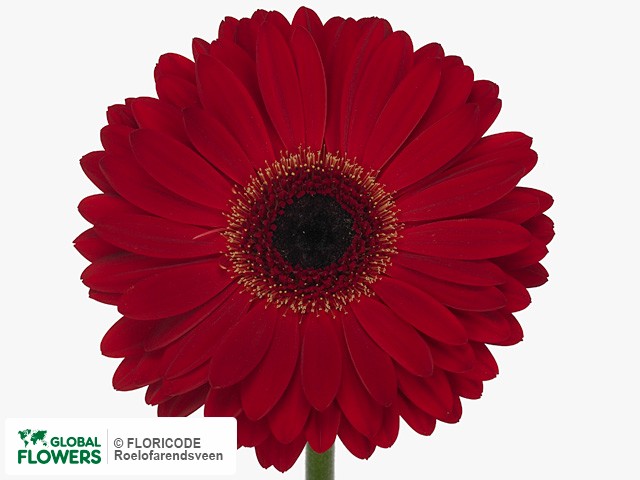 Photo Gerbera grootbloemig 'Trigger'.