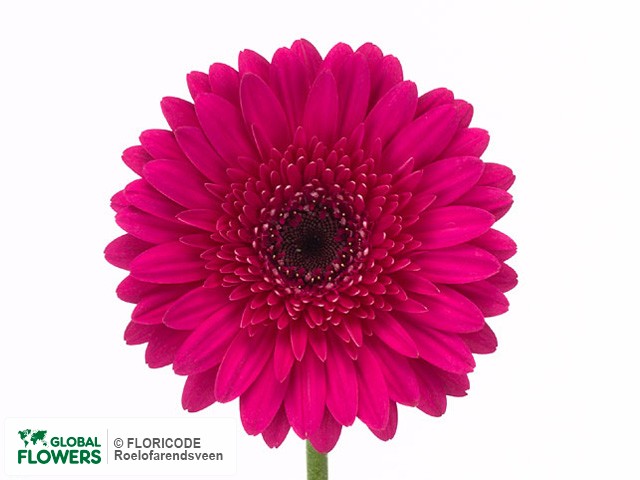 Photo Gerbera grootbloemig 'Quote'.