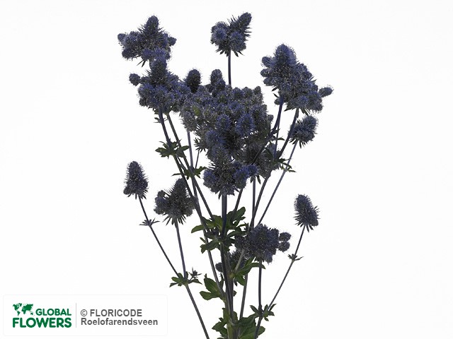 Фото вида Синеголовник плосколистный "Magical Purple Falls".