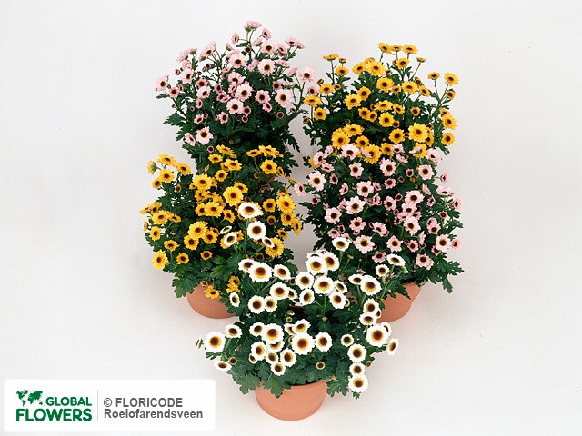 Photo Chrysanthemum (Indicum Grp) Pico gemengd.