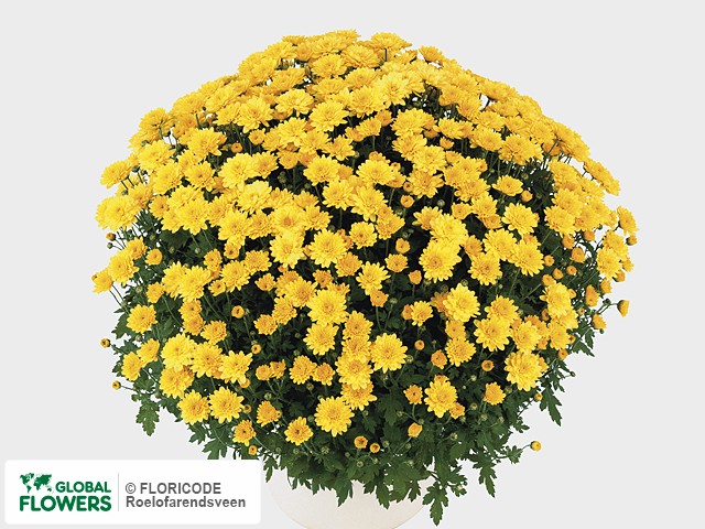 Photo Chrysanthemum (Indicum Grp) 'Veria Dark'.