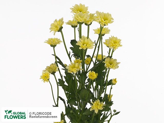 Photo Chrysanthemum (Indicum Grp) tros santini AAA Bouncer Cream.