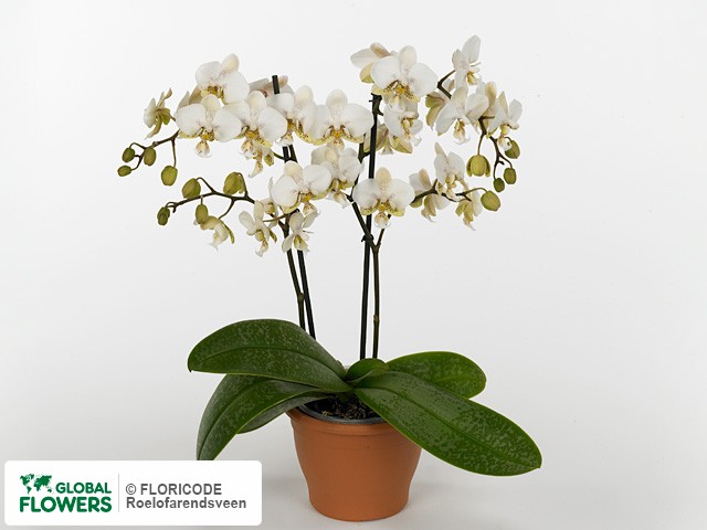 Фаленопсис "Multifloratypes Floriclone Pico Chip"
