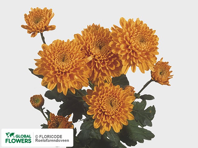 Photo Chrysanthemum (Indicum Grp) tros 'Brenda'.