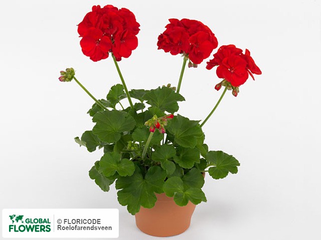 Photo Pelargonium (Zonale Grp) Summer Idols Dark Red.