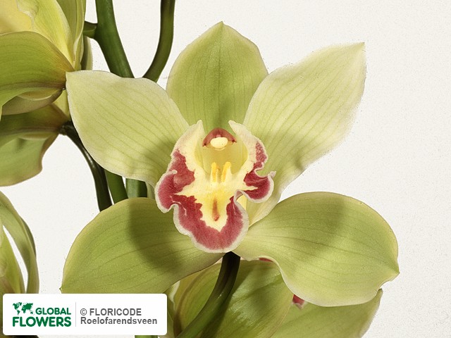 Фото вида Цимбидиум "Per bloem Vanguard Christmas Beauty".