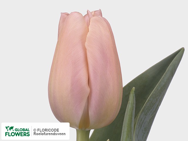 Photo Tulipa (Darwinhybrid Grp) 'Ollioules'.