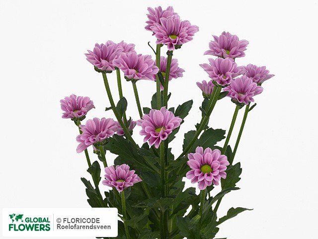 Photo Chrysanthemum (Indicum Grp) tros santini AAA Spoky.