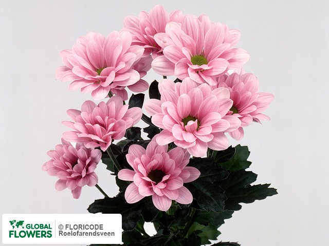 Photo Chrysanthemum (Indicum Grp) tros Dinar.