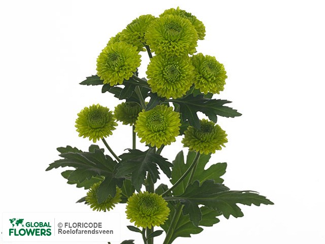 Photo Chrysanthemum (Indicum Grp) tros santini 'Yoko Ono'.