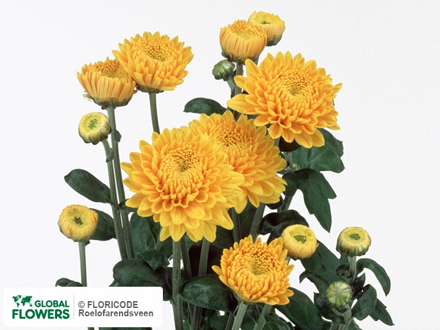 Photo Chrysanthemum (Indicum Grp) tros 'Pennine Eagle'.