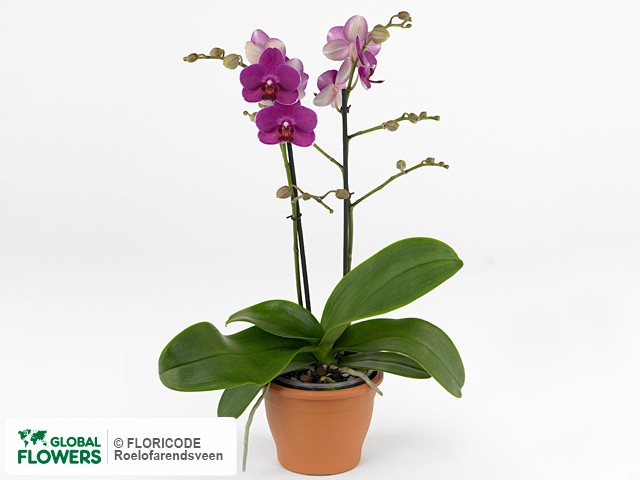 Фаленопсис "Multifloratypes Floriclone Sally"