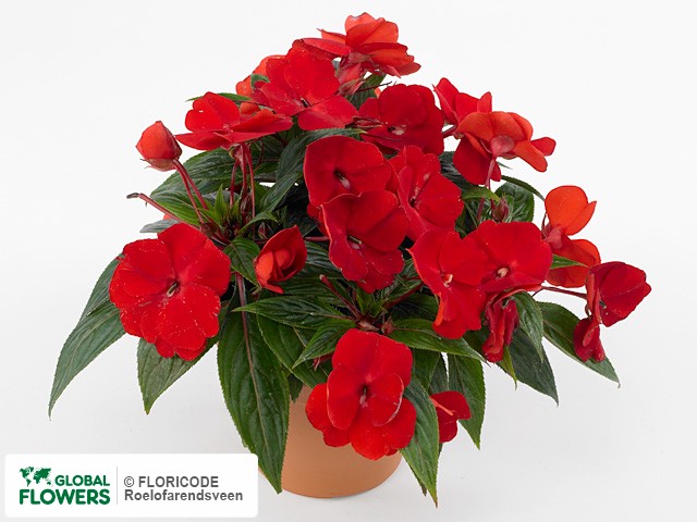 Фото вида Недотрога Новая Гвинея "Toscana Medium GL Red".