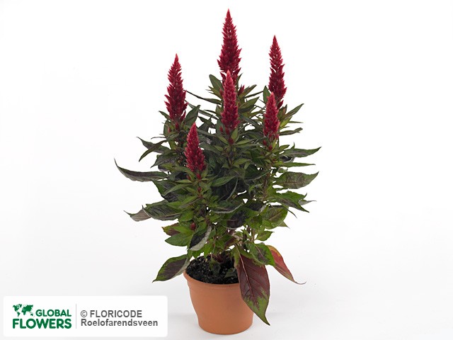 Photo Celosia Castagna.