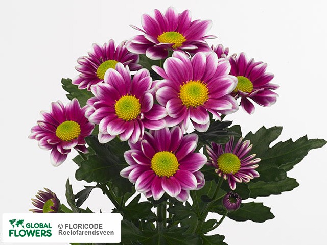 Photo Chrysanthemum (Indicum Grp) tros Timman.