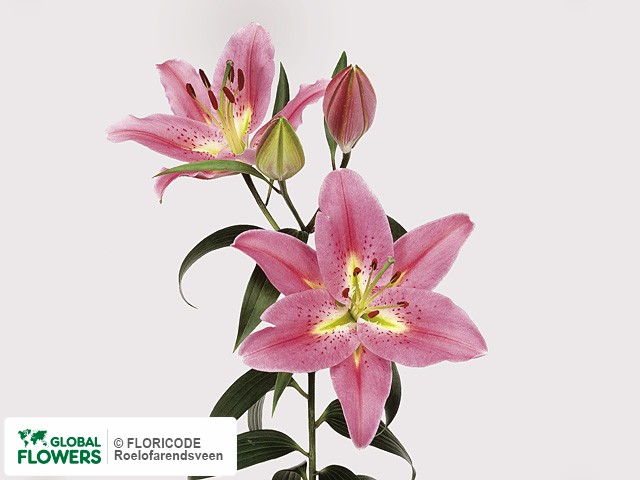Photo Lilium (Oriental Grp) 'Medusa'.