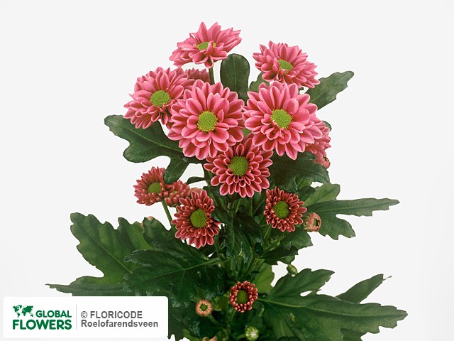 Photo Chrysanthemum (Indicum Grp) tros 'Rafael'.