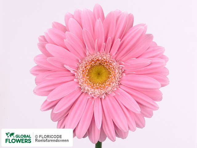 Photo Gerbera grootbloemig 'Rozetta'.